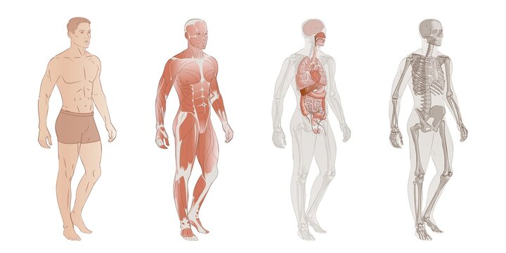 Human Body Systems: Muscular, Skeletal systems, Internal organs and parts. Educative anatomy flashcards poster vector illustration. Full-length isolated image diagram of man male.