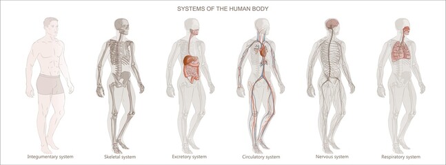 The illustration Human Body Systems: Circulatory, Skeletal, Nervous, Digestive systems. Full-length isolated image diagram of man male vector.