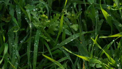 Wet green grass with morning dew drops.  Lawn with water dews on grass