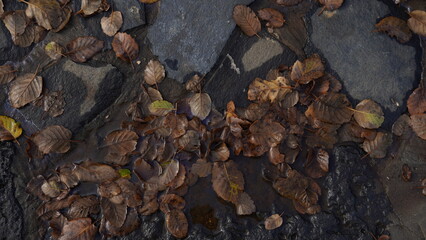Fallen leaves on stones and in puddles of water.  Close-up shooting fallen autumn leaves, natural background. Top view.