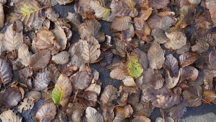 Fallen leaves on stones and in puddles of water.  Close-up shooting fallen autumn leaves, natural background. Top view.