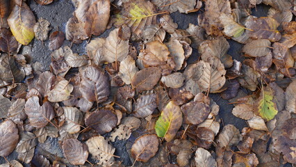Fallen leaves on stones and in puddles of water.  Close-up shooting fallen autumn leaves, natural background. Top view.