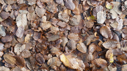 Fallen leaves on stones and in puddles of water.  Close-up shooting fallen autumn leaves, natural background. Top view.