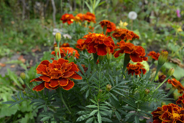 A group of double red marigolds (tagetes) in a rural garden.