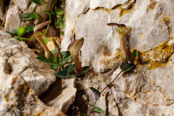 Flowers of endemic birthwort (Aristolochia bianorii), Majorca, Spain 