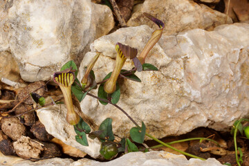 Flower of endemic birthwort (Aristolochia bianorii), Majorca, Spain