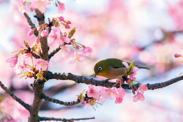 Japanese White-eye and Cerasus lannesiana Carriere at Shibuya, Tokyo, Japan