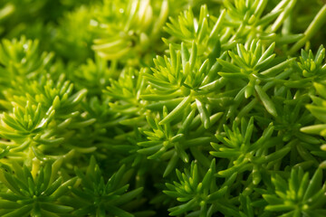 Close up beautiful view of natural green leaves on greenery blurred background and sunlight in public garden park