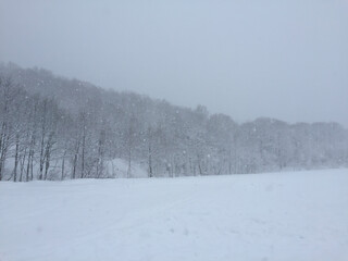 Snow covered trees in winter.