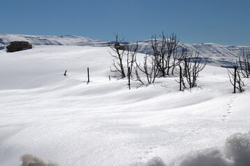 Animal footprint on the snow with an old structure and tree and a magnificent mountain in the background in Mount Lebanon, Qartaba.