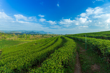 Fototapeta na wymiar The tea plantations background , Tea plantations in morning light 