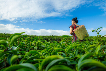 Naklejka na ściany i meble Beautiful asian woman Harvesting tea leaves in the morning, tea leaves in the field of tea, 