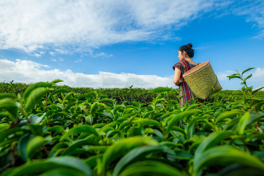 Beautiful asian woman Harvesting tea leaves in the morning, tea leaves in the field of tea, 