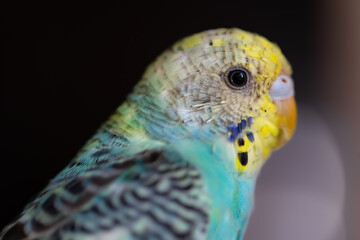 The budgerigar (Melopsittacus undulatus), common parakeet or shell parakeet, a small, long-tailed,...