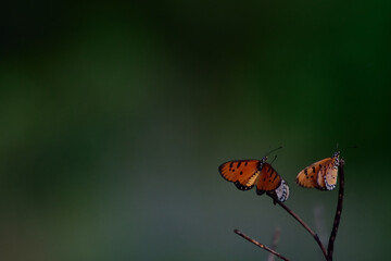 Fototapeta na wymiar couple butterfly perched on branch tree in the field,lover concept.coppy space image.