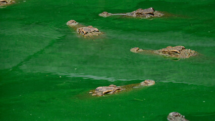 Siamese Crocodile on green water pond