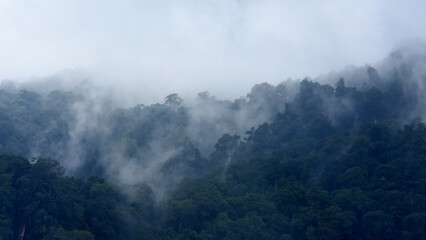 tropical forest landscape and mist in the mountains,global climate change concept.