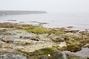 The rocky shore of the sea covered with green algae against the background of a concrete pier in the fog