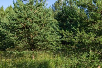 Young green pines on a sunny day.