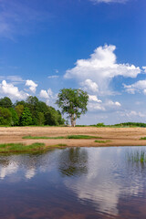Summer landscape. Blue sky with clouds. A lonely tree stands on the sand on the shore of the lake. Vertical photo.