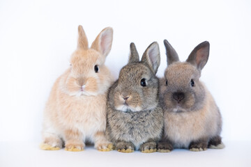 Obraz premium Group of brown cute baby rabbits sitting isolated on white background. Lovely three young brown rabbits sitting.
