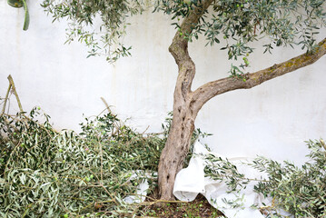 Against a whitewashed wall is a small olive tree, some branches of which have been sawn off and are lying on the ground - obrazy, fototapety, plakaty