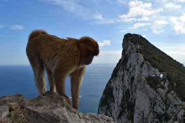   Wild barbary macaque or called simply Gibraltar monkeys standing on the Rock