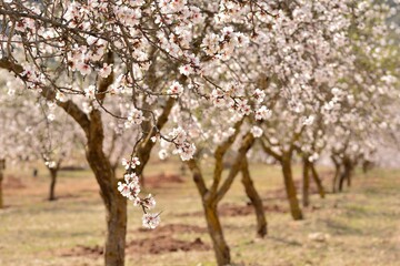 Campo de almendros en flor en febrero, sur de España