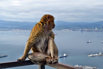 Wild barbary macaque or called simply Gibraltar monkeys sitting on the Rock