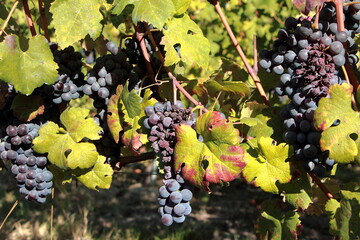 Fototapeta premium Dettaglio della vendemmia 2021 a Barolo