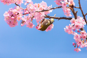 Japanese White-eye and Cerasus lannesiana Carriere at Shibuya, Tokyo, Japan