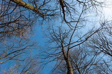 trees in the sky branches