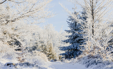 Trees covered snow surround path in winter forest