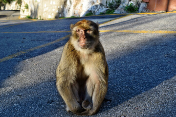 Obraz premium Wild Barbary macaque sitting on the path on Rock