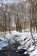Snowy Creek in the Woods | Trees Surrounding A Rippling Stream in the Winter