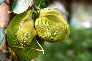 greenjack fruits