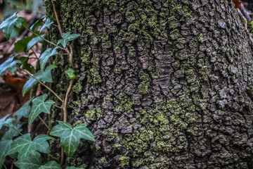 Texture of a tree trunk covered in moss, with ivy leaves climbing up, symbolizing nature's growth