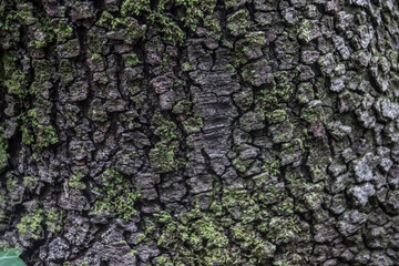 Texture of a tree trunk covered in moss, with ivy leaves climbing up, symbolizing nature's growth