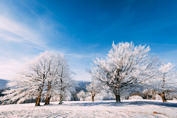 Frozen trees on winter hill panoramic view