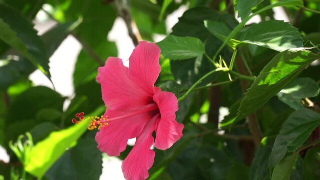 Shoe black plant with a natural background. Also called Hibiscus rosa Sinensis, Chinese hibiscus, China rose, Hawaiian hibiscus, rose mallow and shoeblack plant