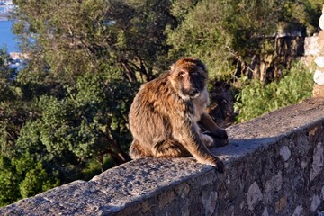 Wild barbary macaque or called simply Gibraltar monkeys sitting on the Rock