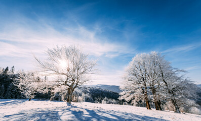 Fototapeta na wymiar Frosty tree on winter field with sun shining through frozen branches