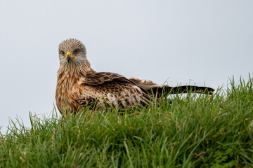 A Red Kite (Milvus milvus) resting on a grass bank