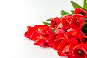 Bouquet of red terry tulips on a white background. A ready place for your invitation text, congratulations.