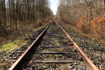 railroad tracks in the forest