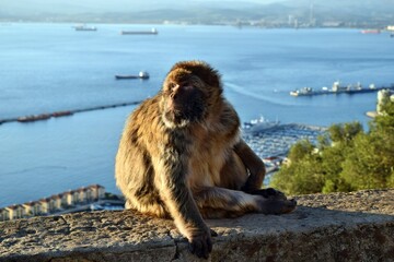 Wild barbary macaque or called simply Gibraltar monkeys sitting on the Rock