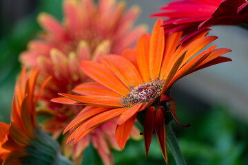 Gerbera L. is a genus of plants in the Asteraceae family. The first scientific description of a...