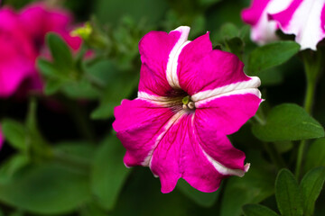 Petunia is genus of 20 species of flowering plants of South American origin. The popular flower of the same name derived its epithet from the French, which took the word petun, meaning 