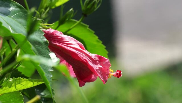 Shoe black plant with a natural background. Also called Hibiscus rosa Sinensis, Chinese hibiscus, China rose, Hawaiian hibiscus, rose mallow and shoeblack plant