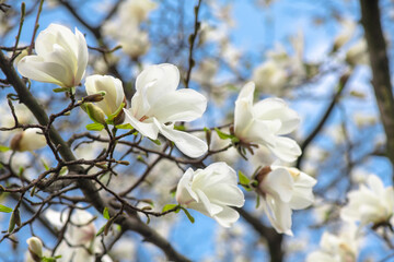 Nice magnolia tree flowers at spring sunny day, nature awakening